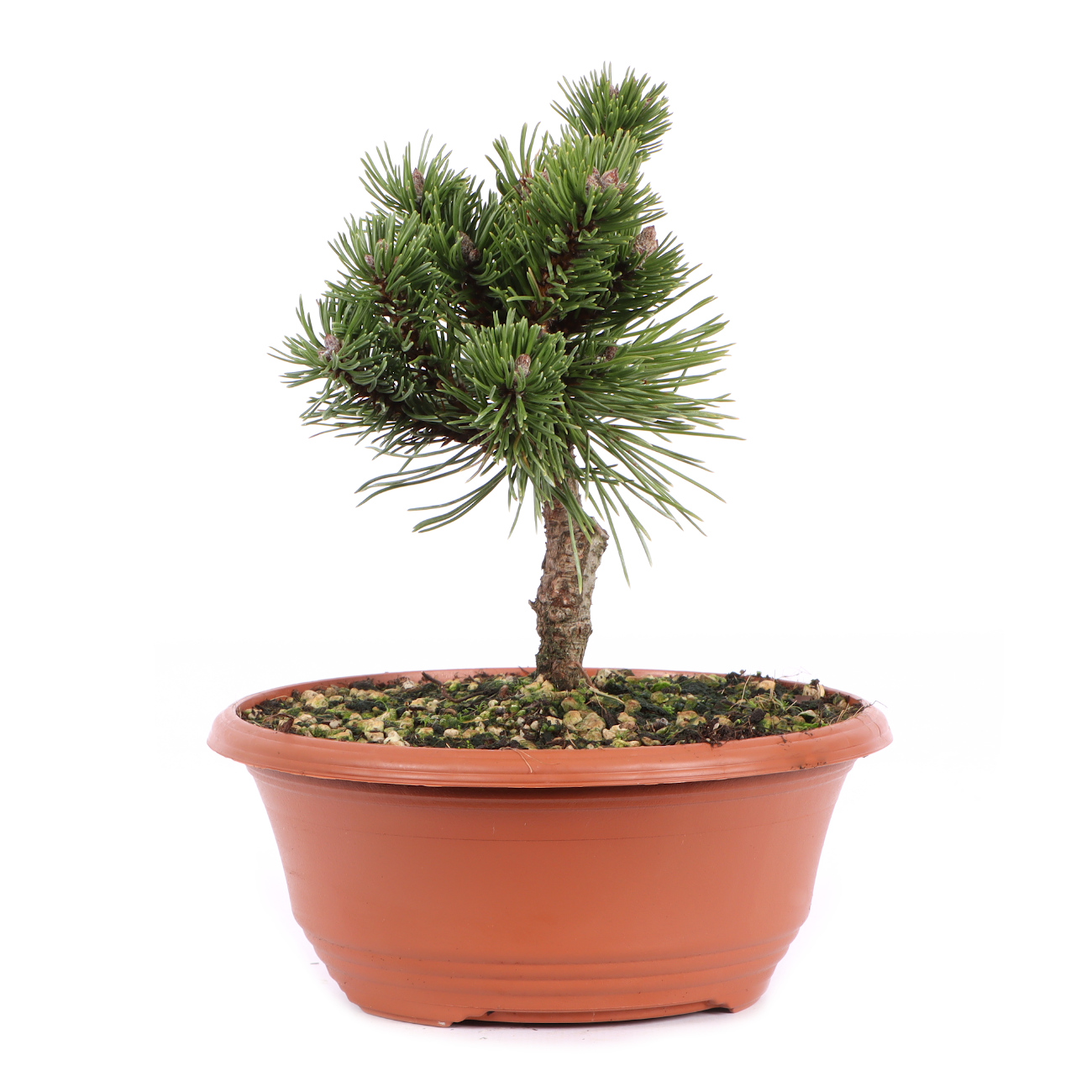 Seitenansicht rechts