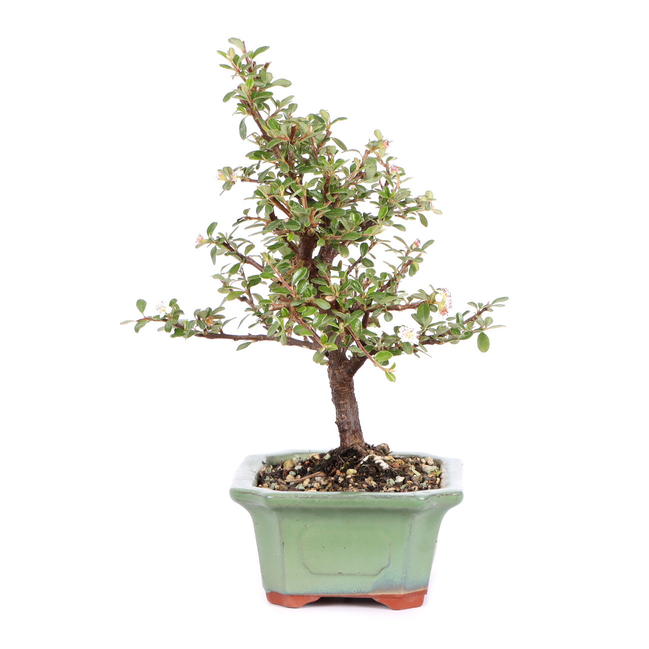 Seitenansicht rechts