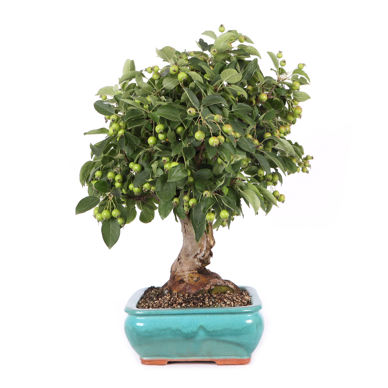 Malus spec.
