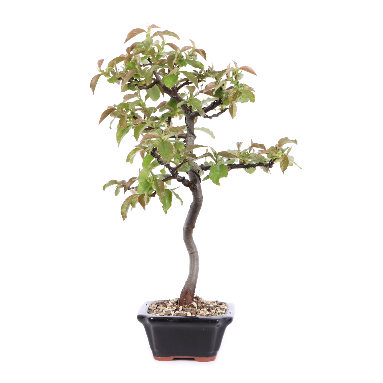 Seitenansicht rechts