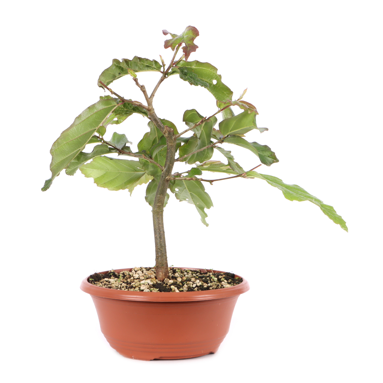 Parrotia persica 'Bella'