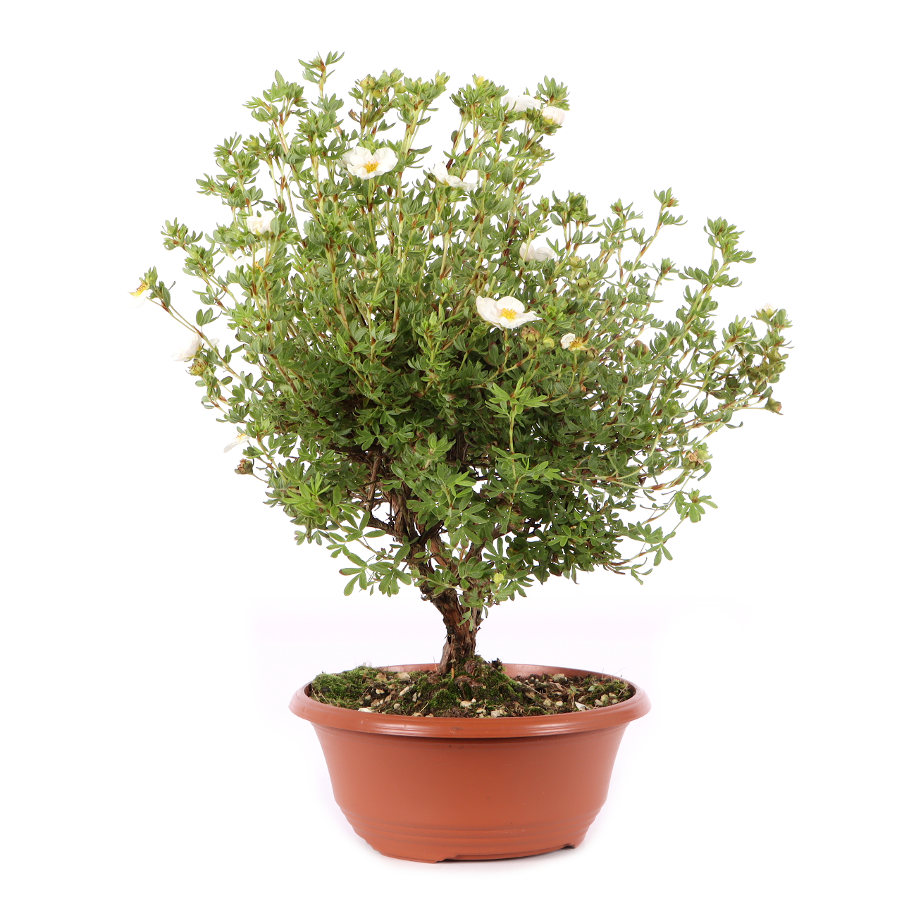 Potentilla fruticosa 'Pink Queen'