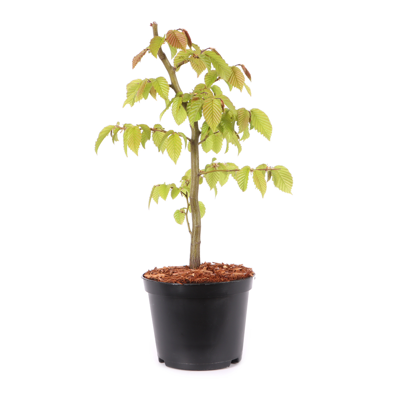 Carpinus betulus
