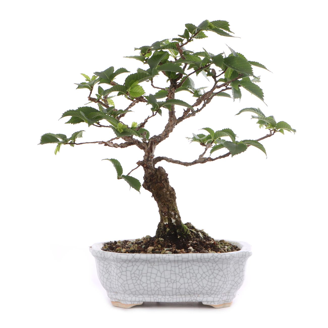 Ulmus minor var.