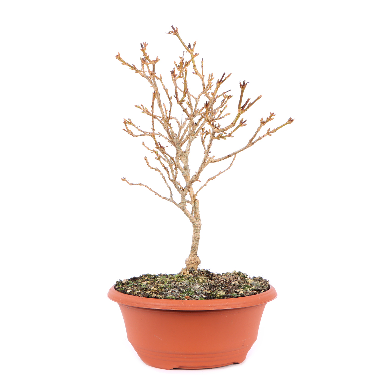 Seitenansicht rechts