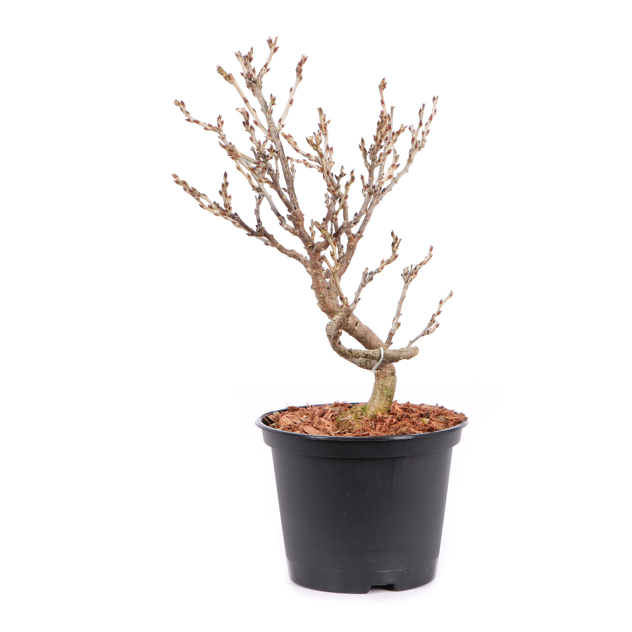 Seitenansicht rechts