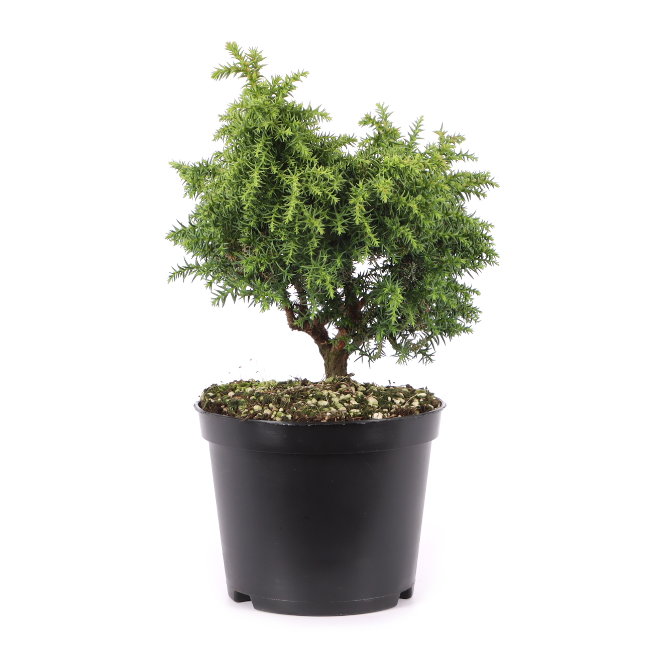 Cryptomeria japonica 'Yokohama'
