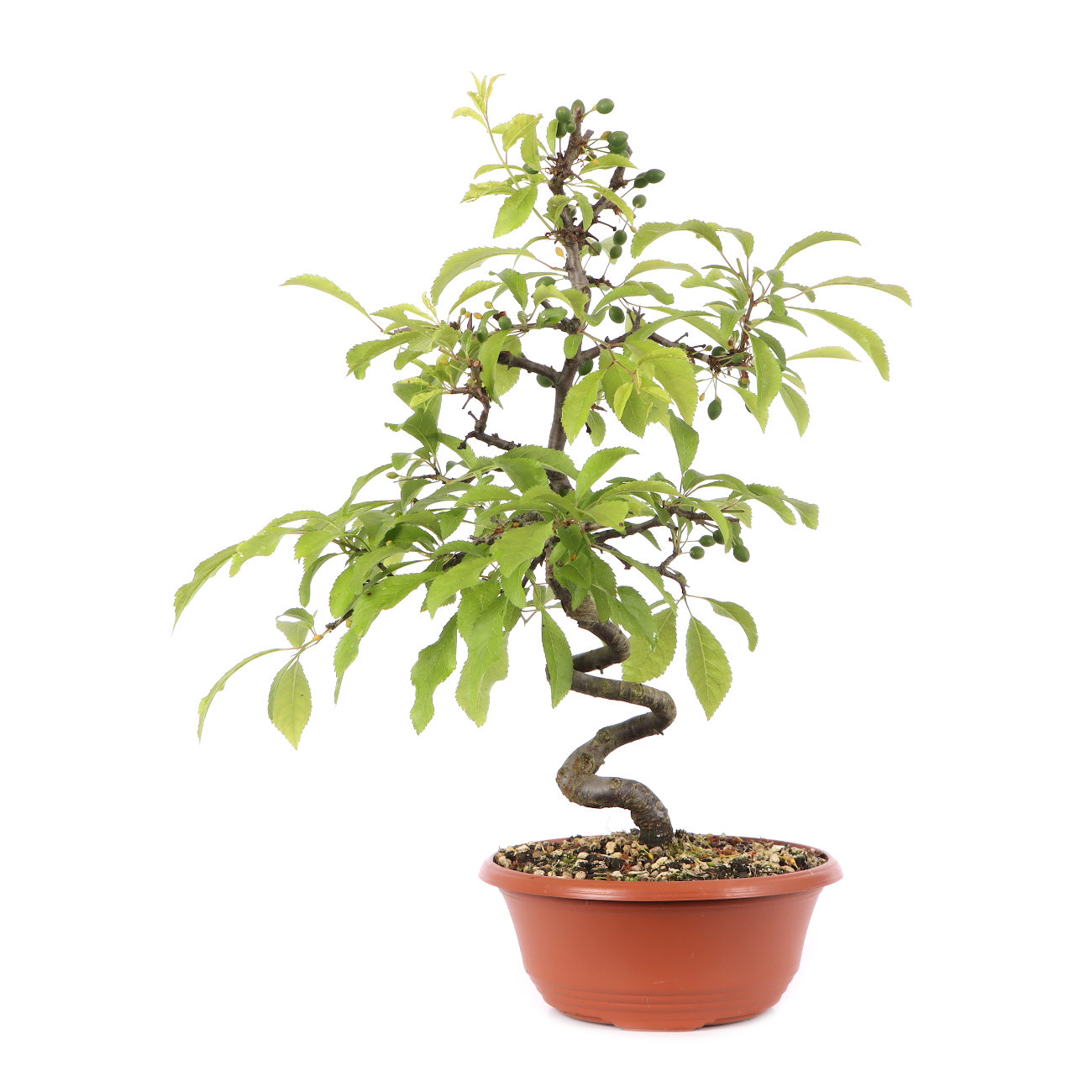 Prunus spinosa