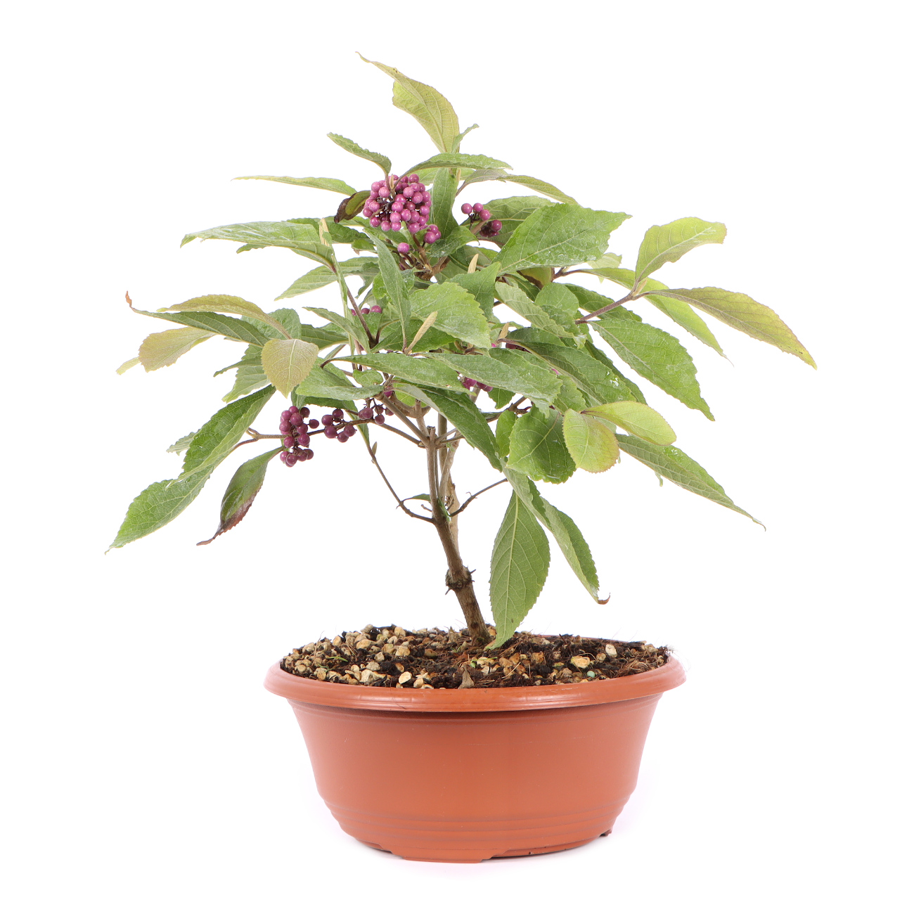 Seitenansicht rechts