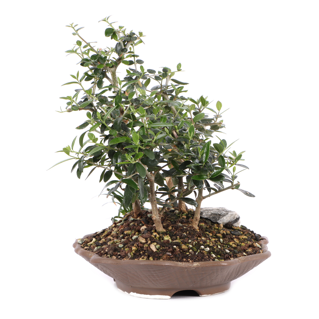 Olea europaea subsp. sylvestris