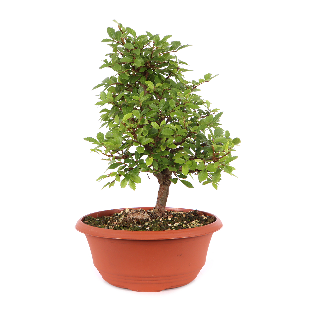 Ulmus japonica