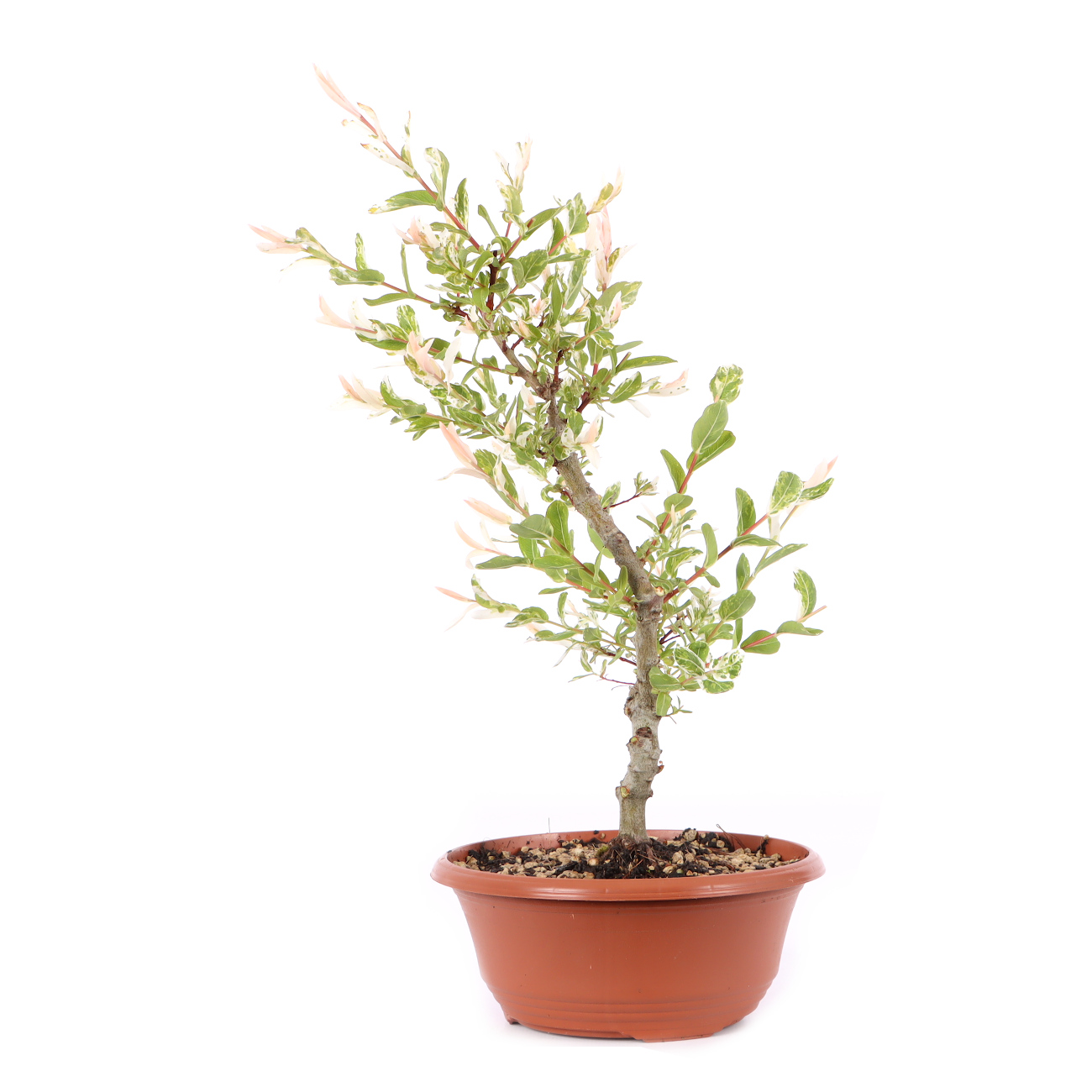 Salix integra 'Hakuro Nishiki'
