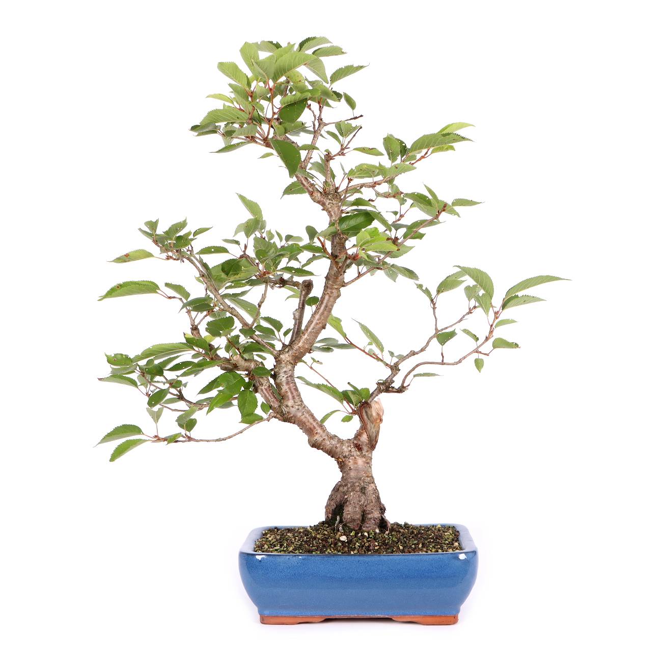 Prunus 'Accolade'
