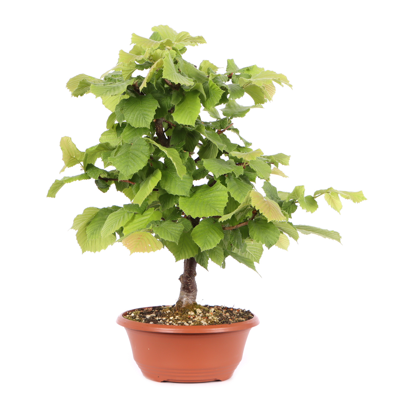 Seitenansicht rechts