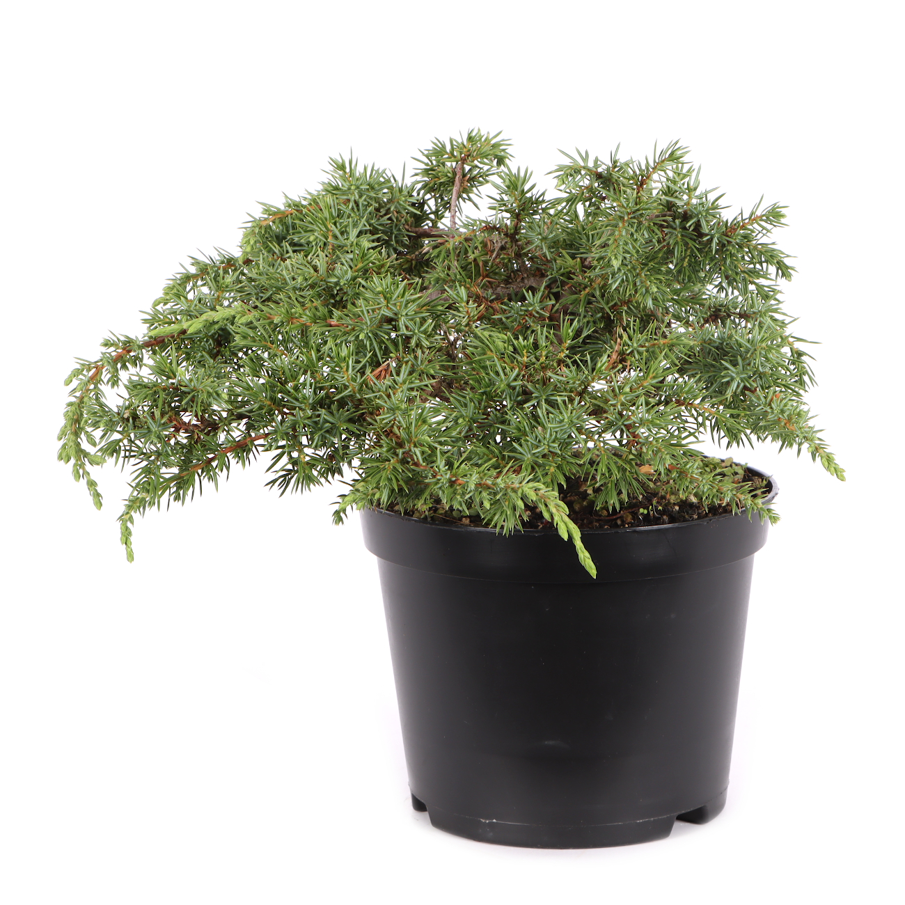 Juniperus communis 'Green Carpet'
