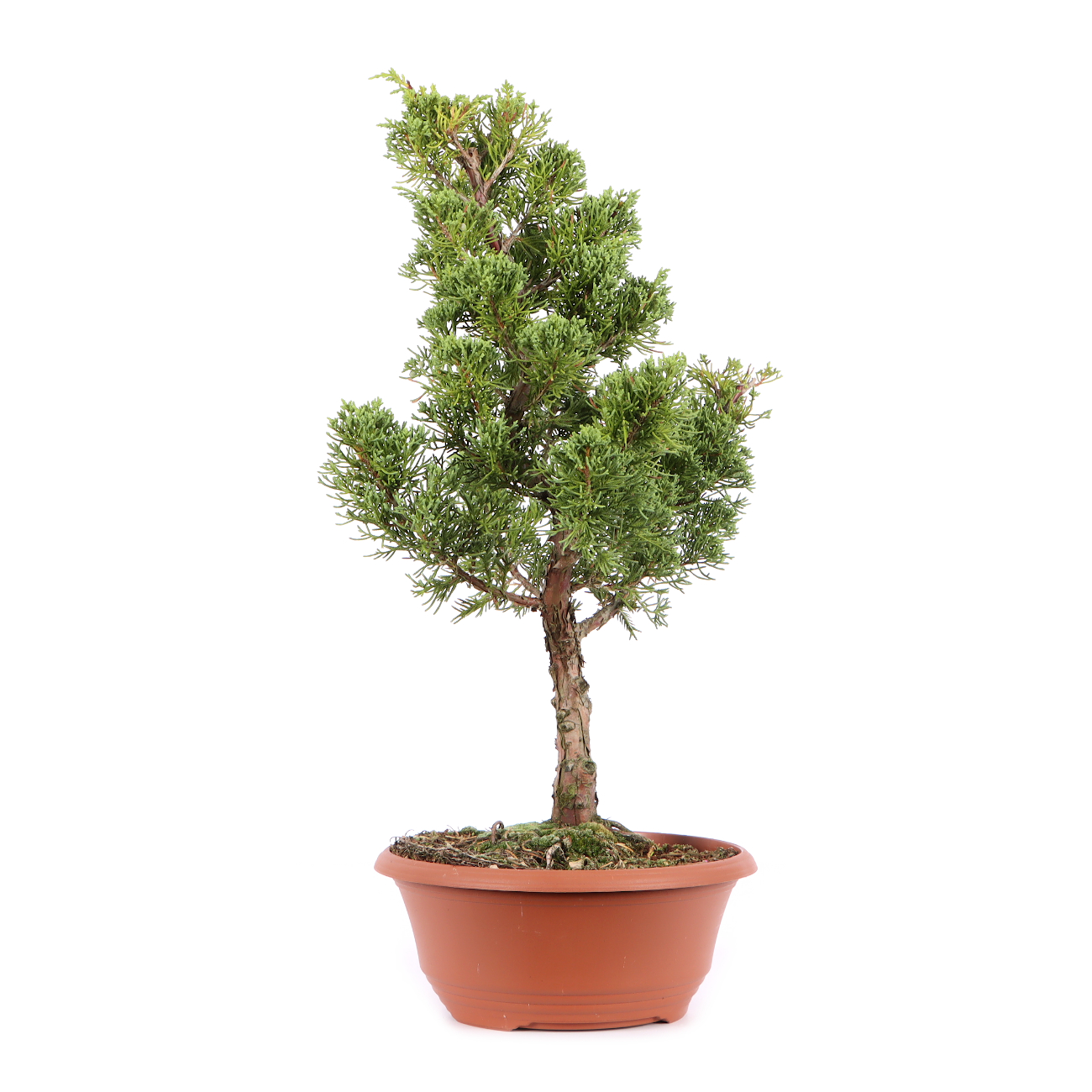 Juniperus chinensis