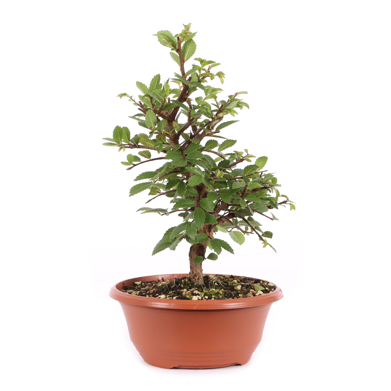 Ulmus japonica