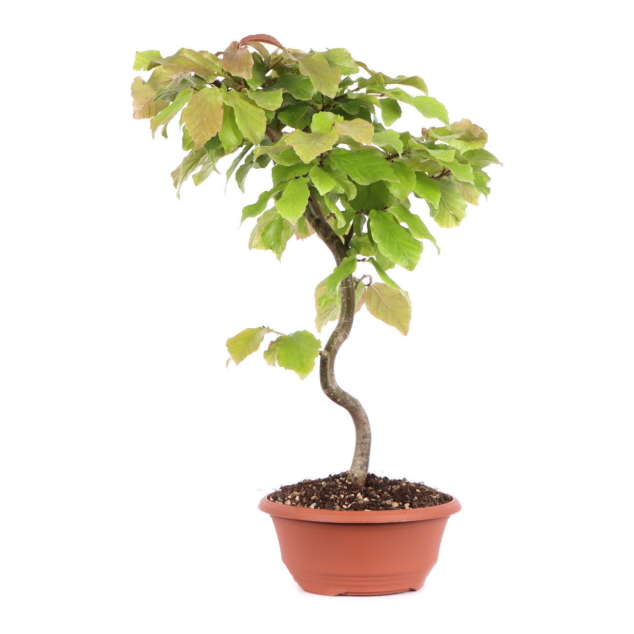 Seitenansicht rechts