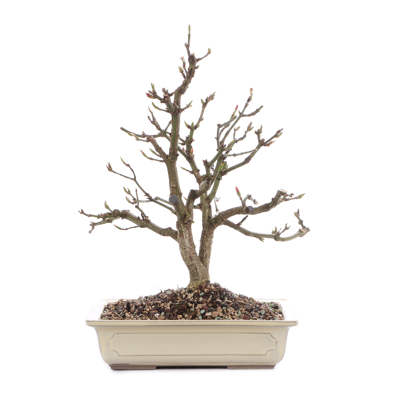 Euonymus alatus 'Compactus'