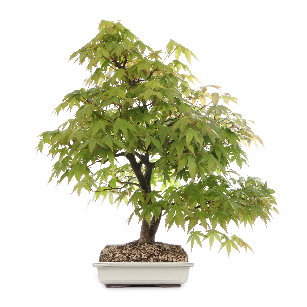 Acer palmatum