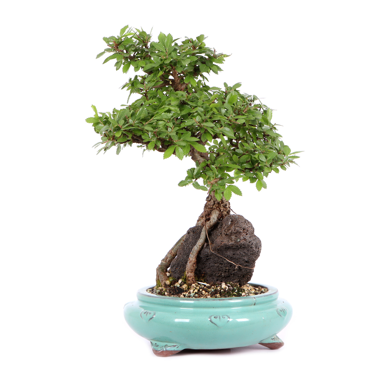 Seitenansicht rechts