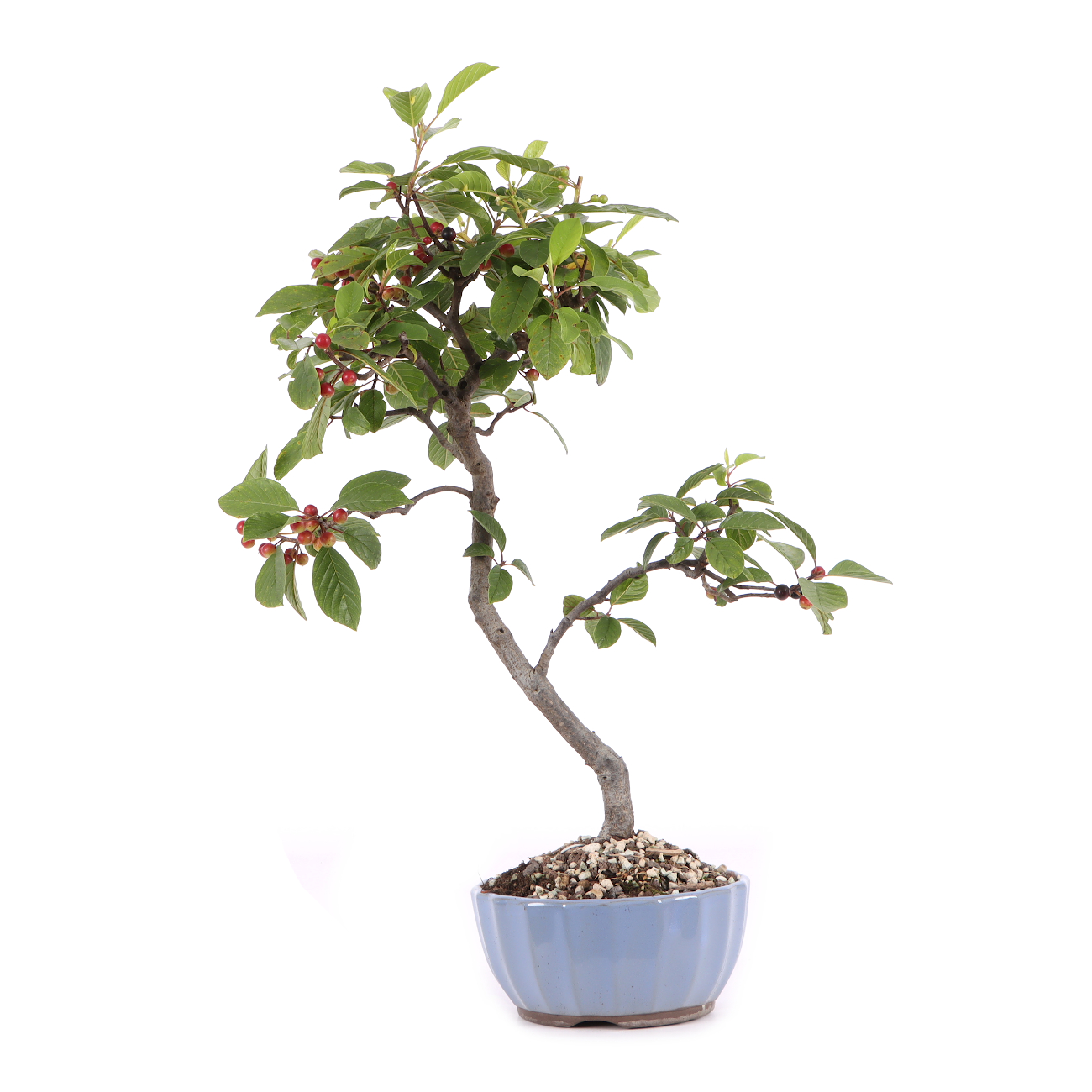 Rhamnus frangula