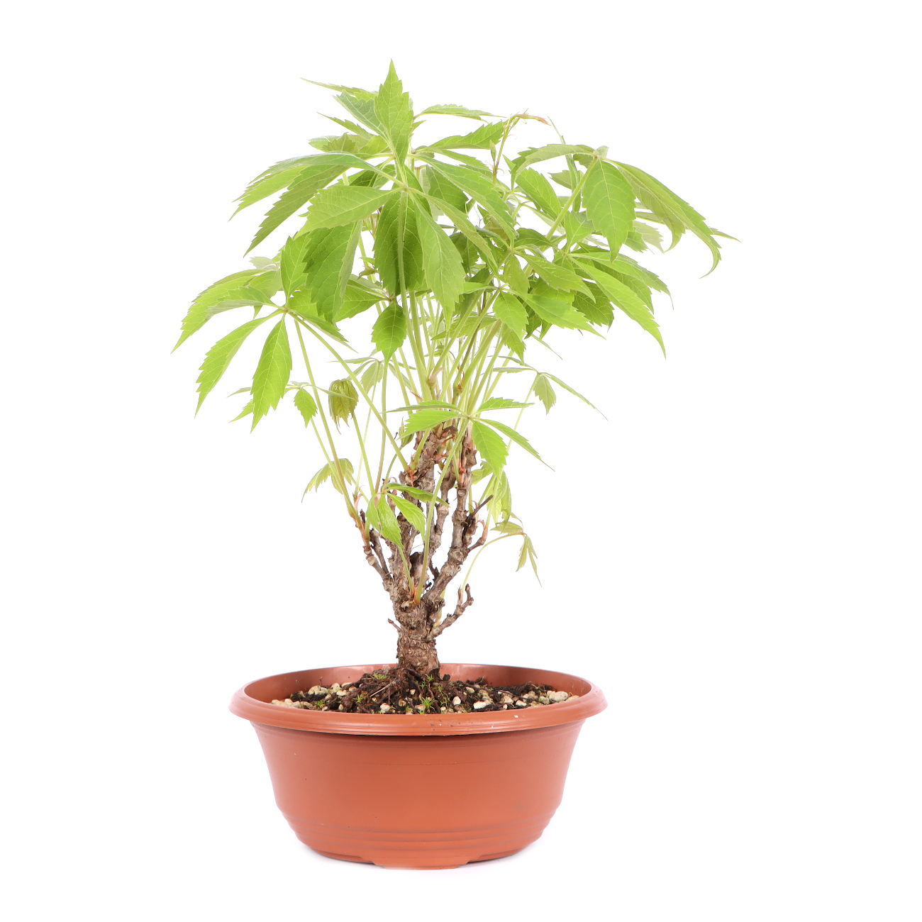 Seitenansicht rechts