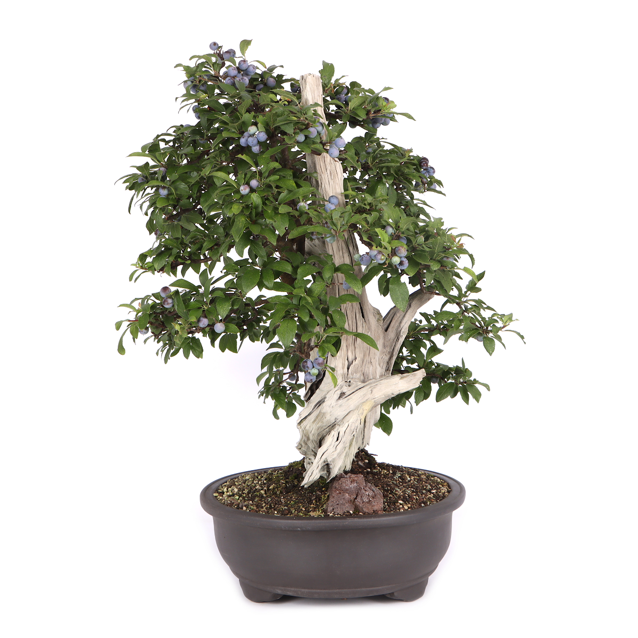 Prunus spinosa