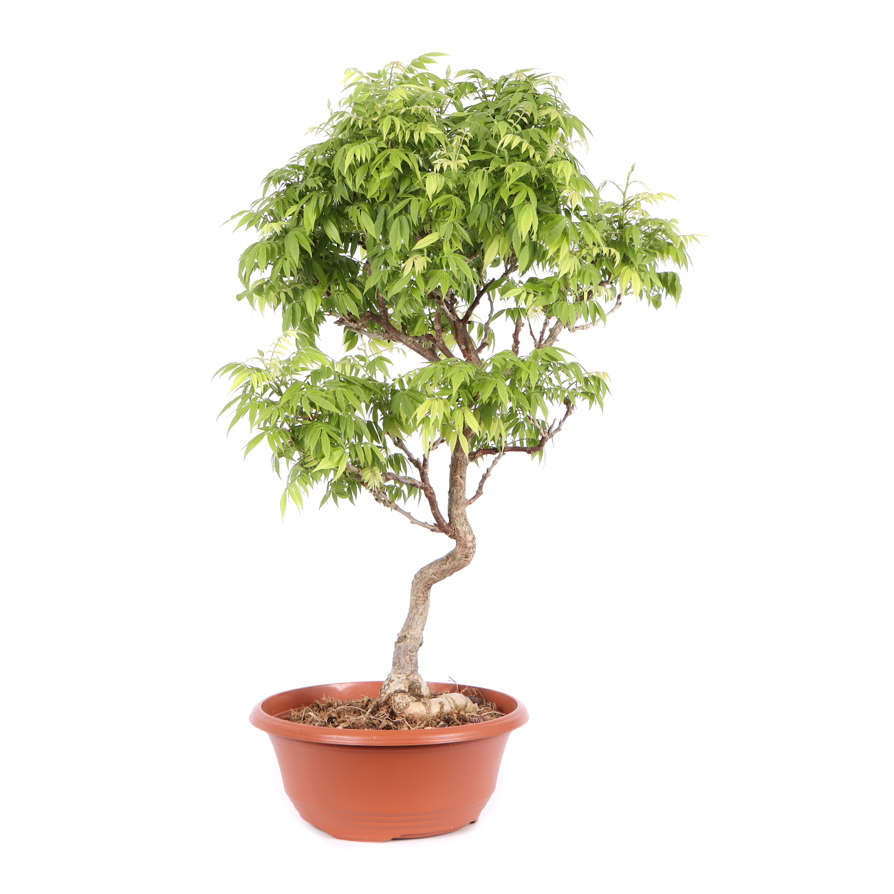 Seitenansicht rechts