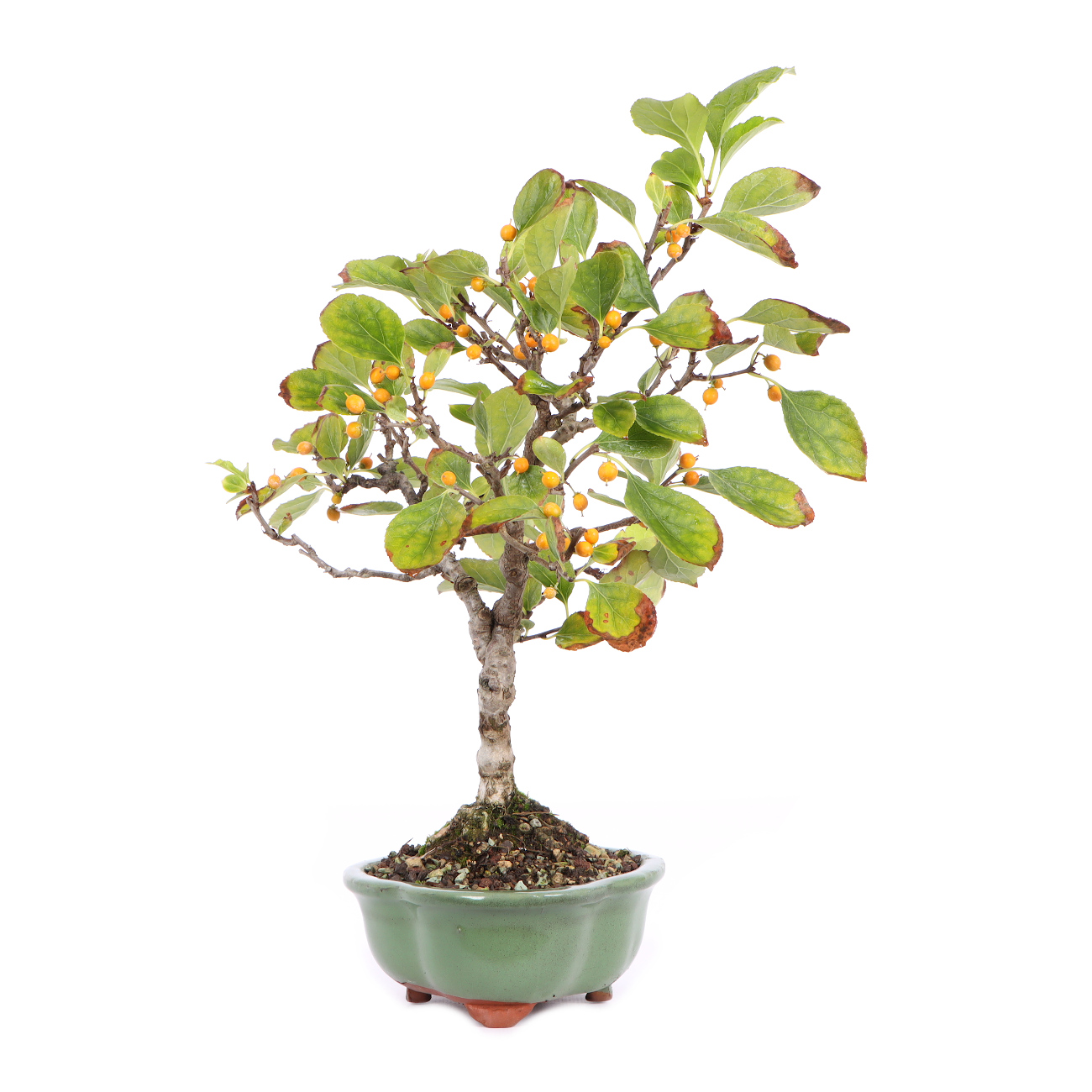 Seitenansicht rechts