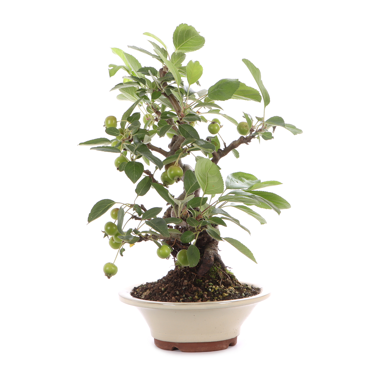 Malus spec.