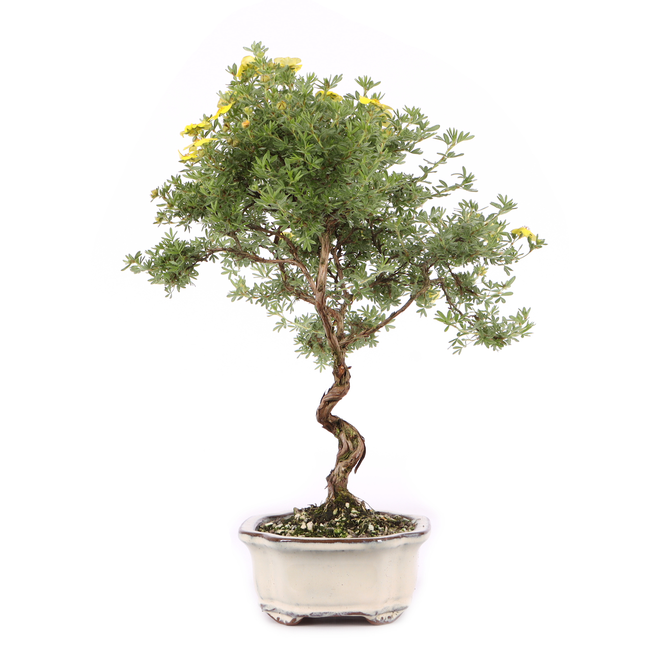 Potentilla fruticosa 'Kobold'