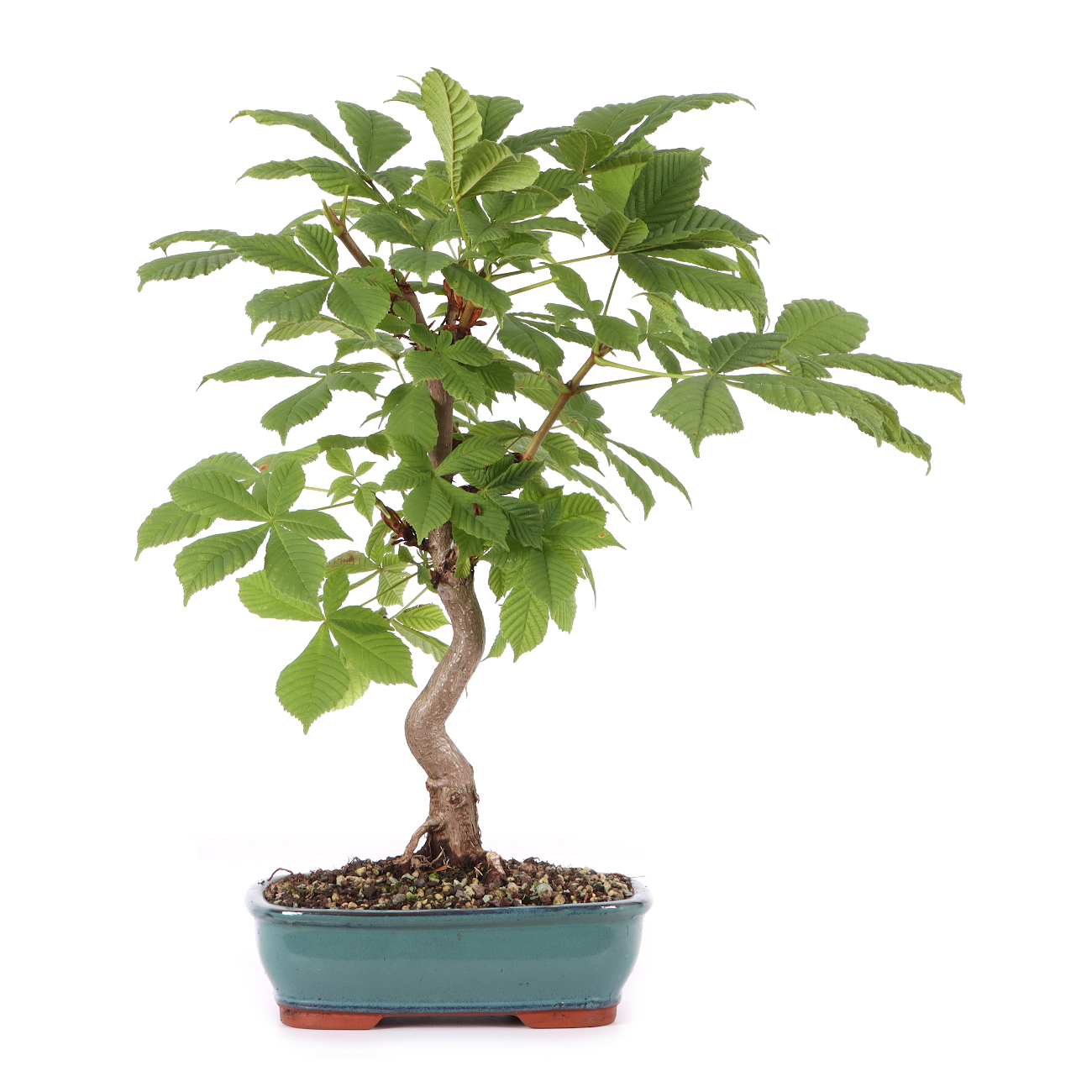 Aesculus hippocastanum