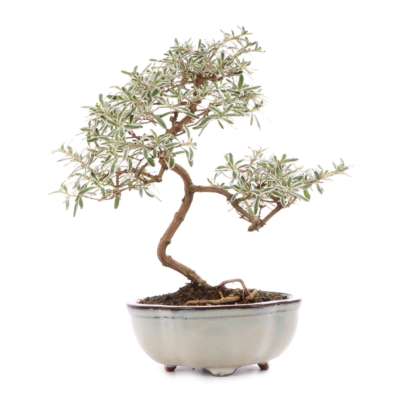 Coprosma x kirkii 'Variegata'