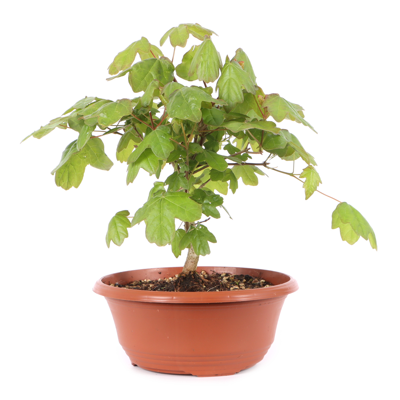 Acer campestre