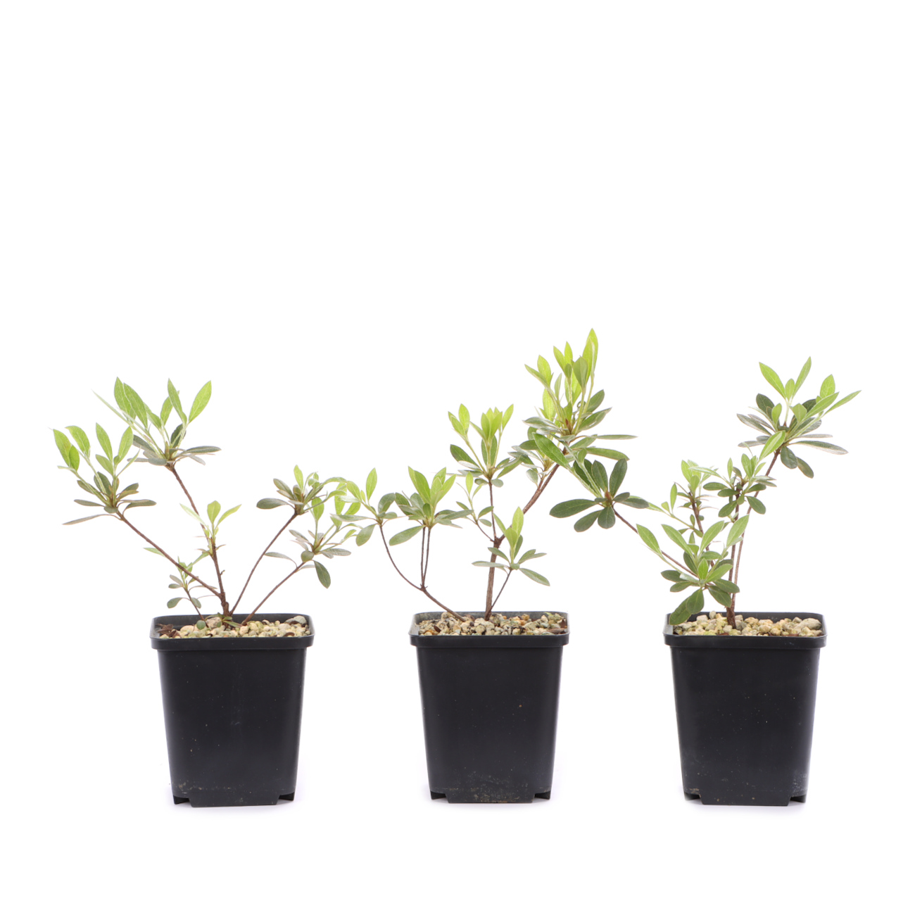 Rhododendron indicum 'Utamaru'