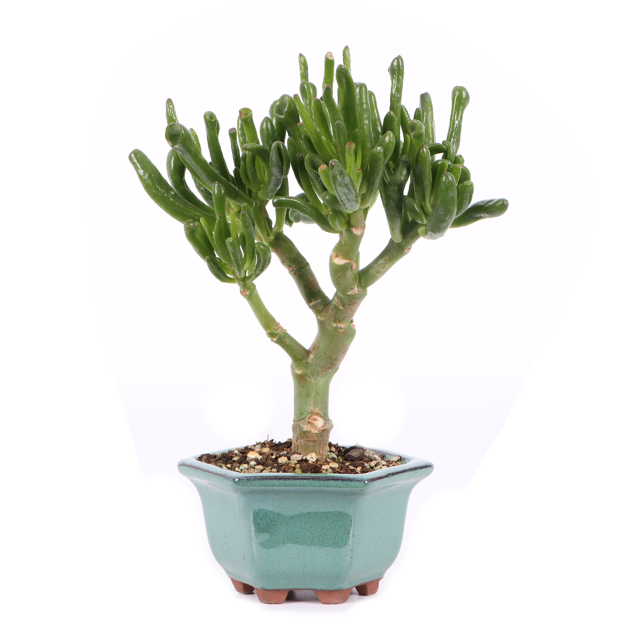 Crassula ovata 'Horn Tree'