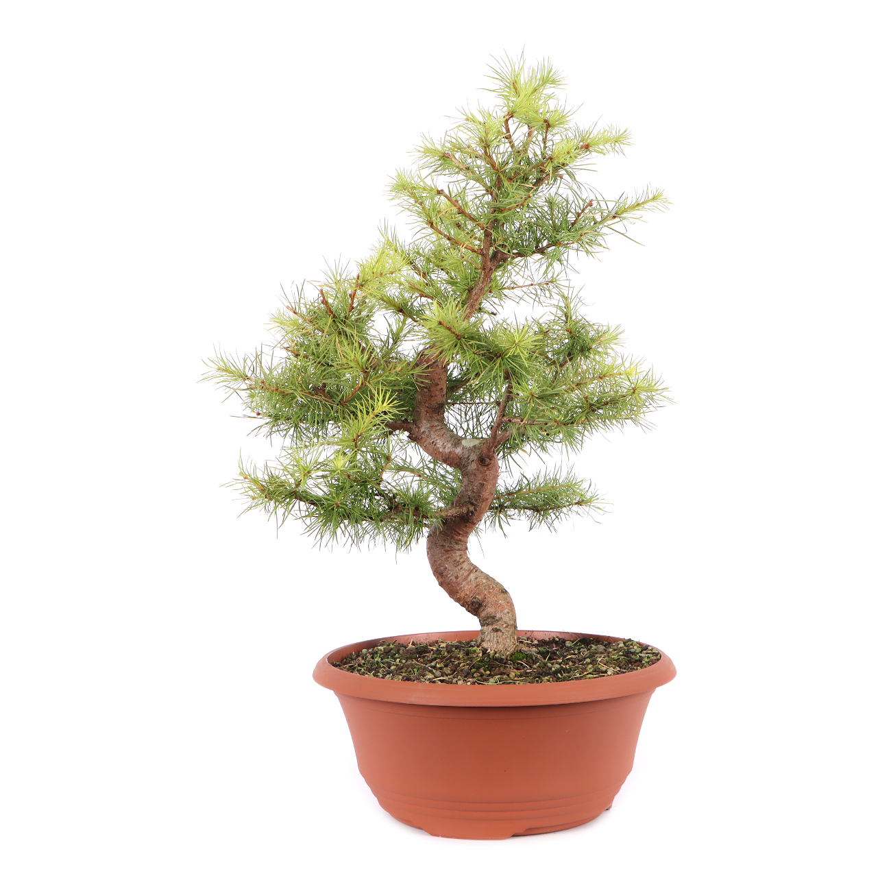 Larix kaempferi