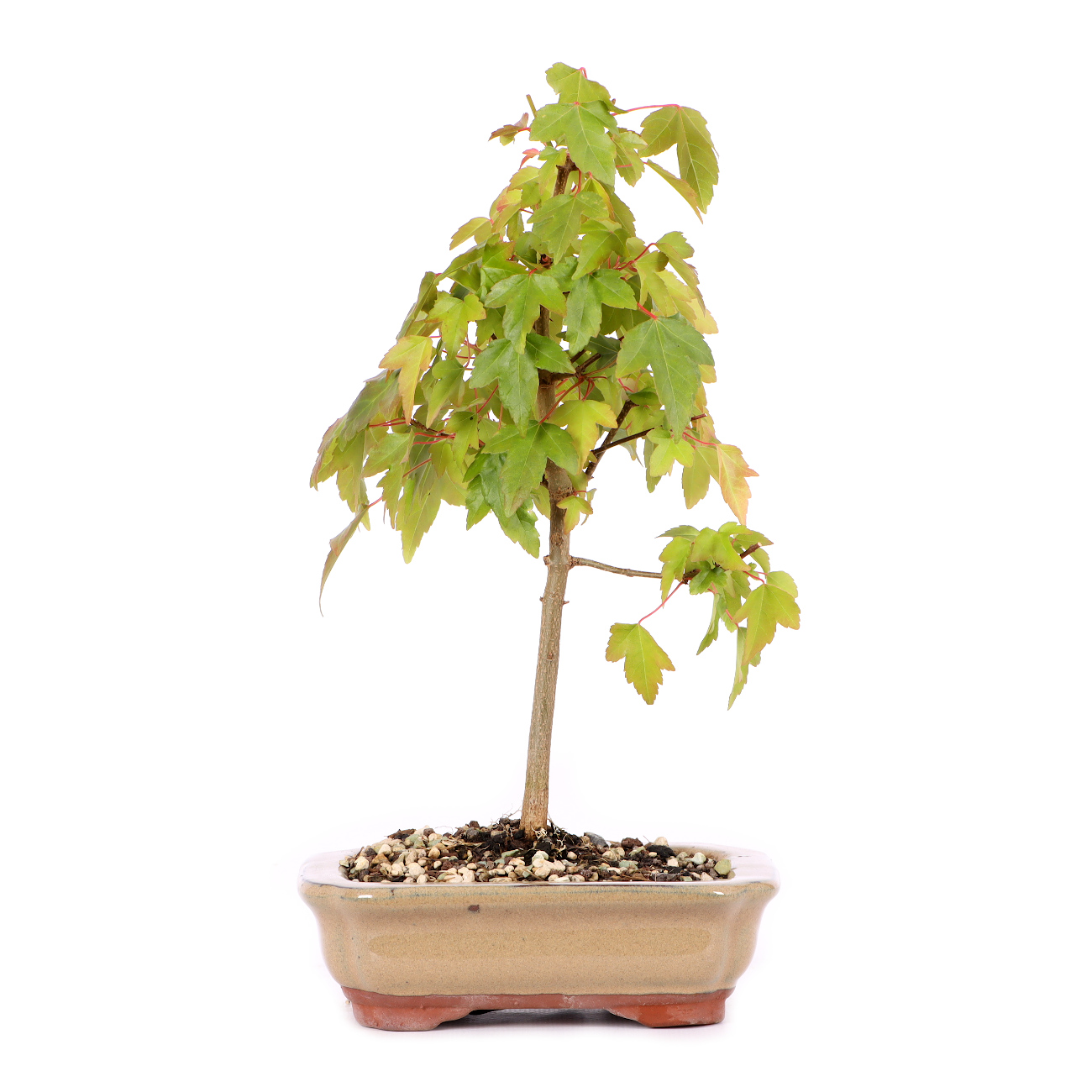 Acer buergerianum