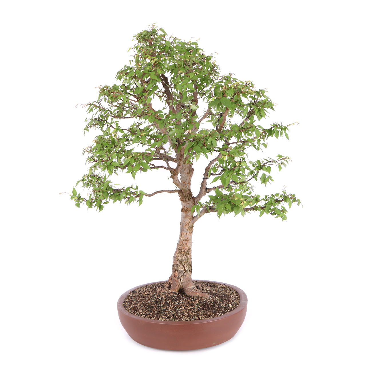 Seitenansicht rechts