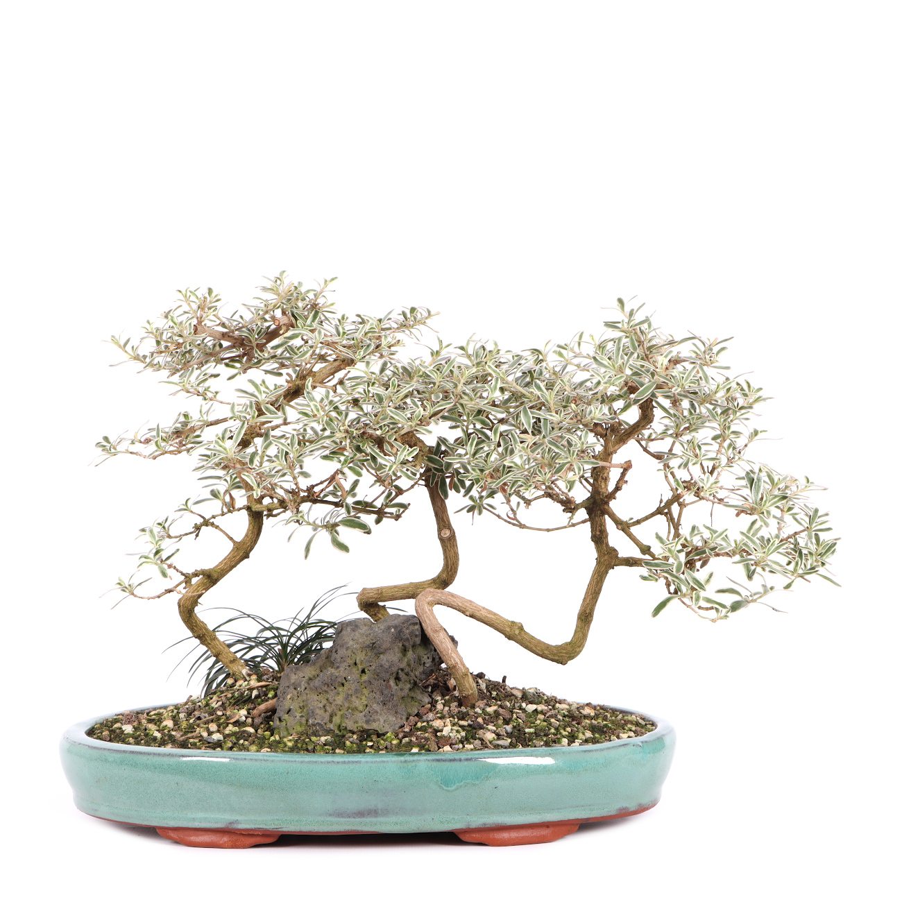 Coprosma x kirkii 'Variegata'