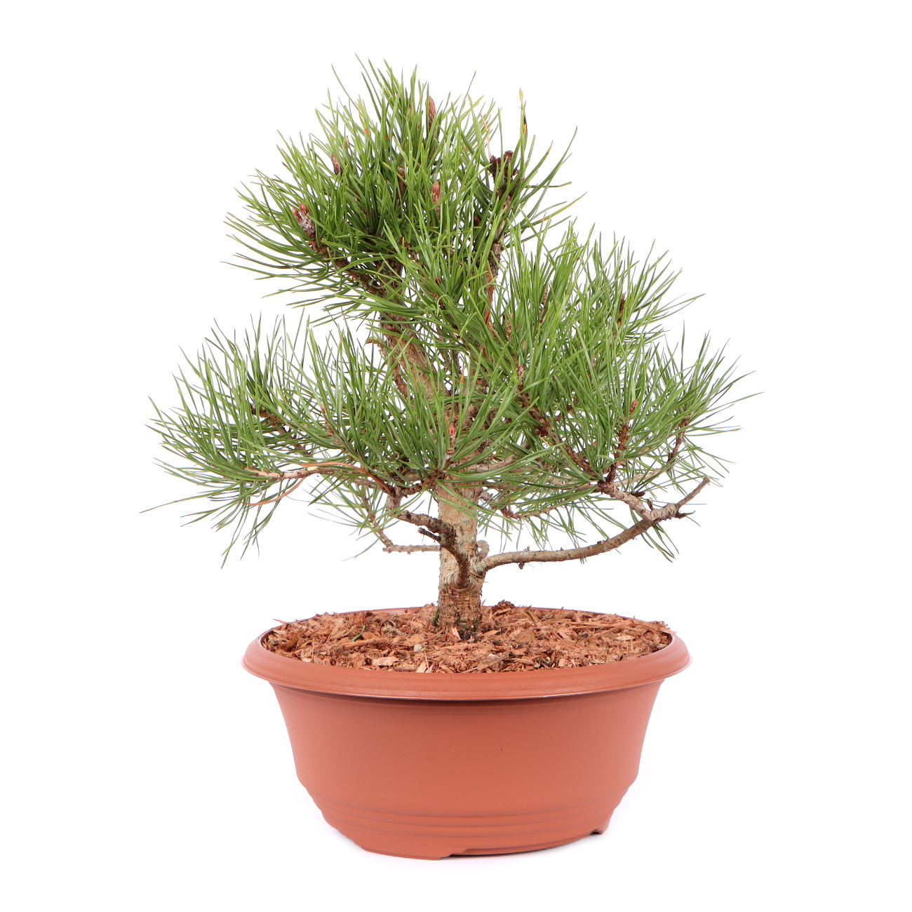 Seitenansicht rechts