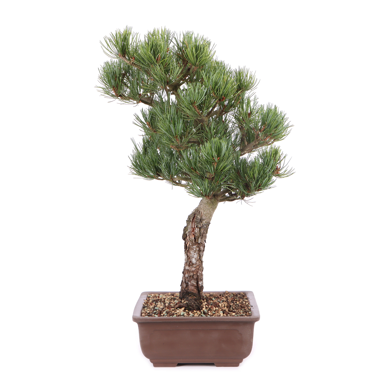 Pinus parviflora 'Glauca'