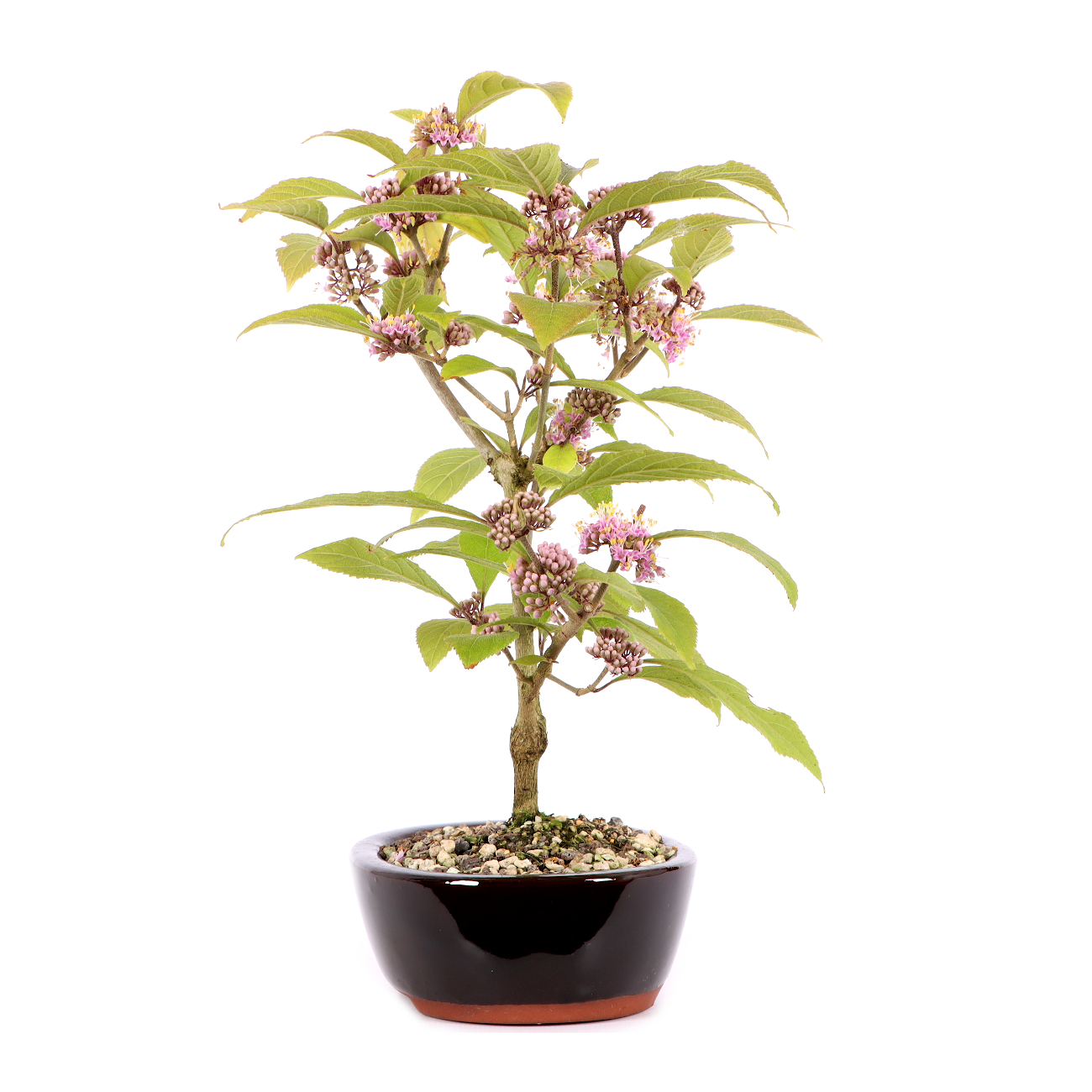 Callicarpa bodinieri 'Profusion'