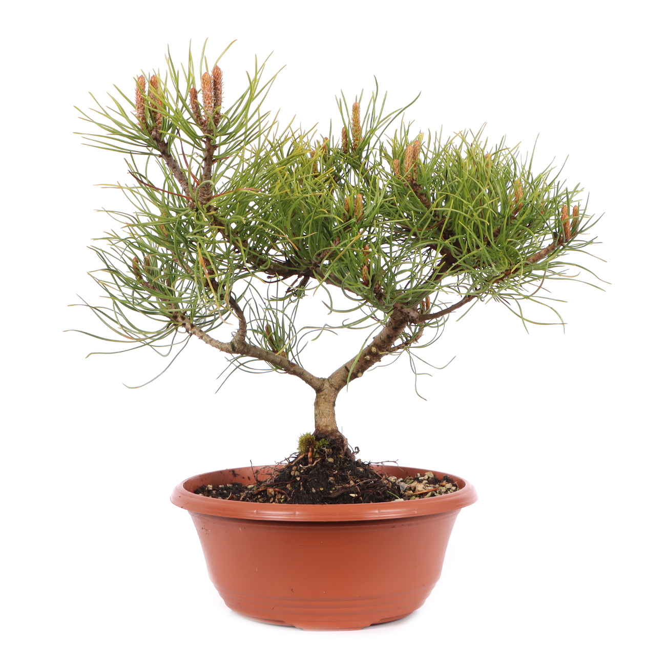 Pinus mugo subsp. uncinata