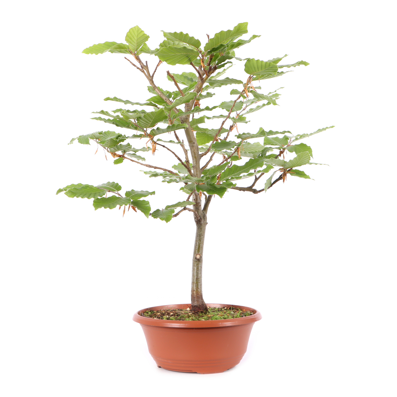 Fagus sylvatica