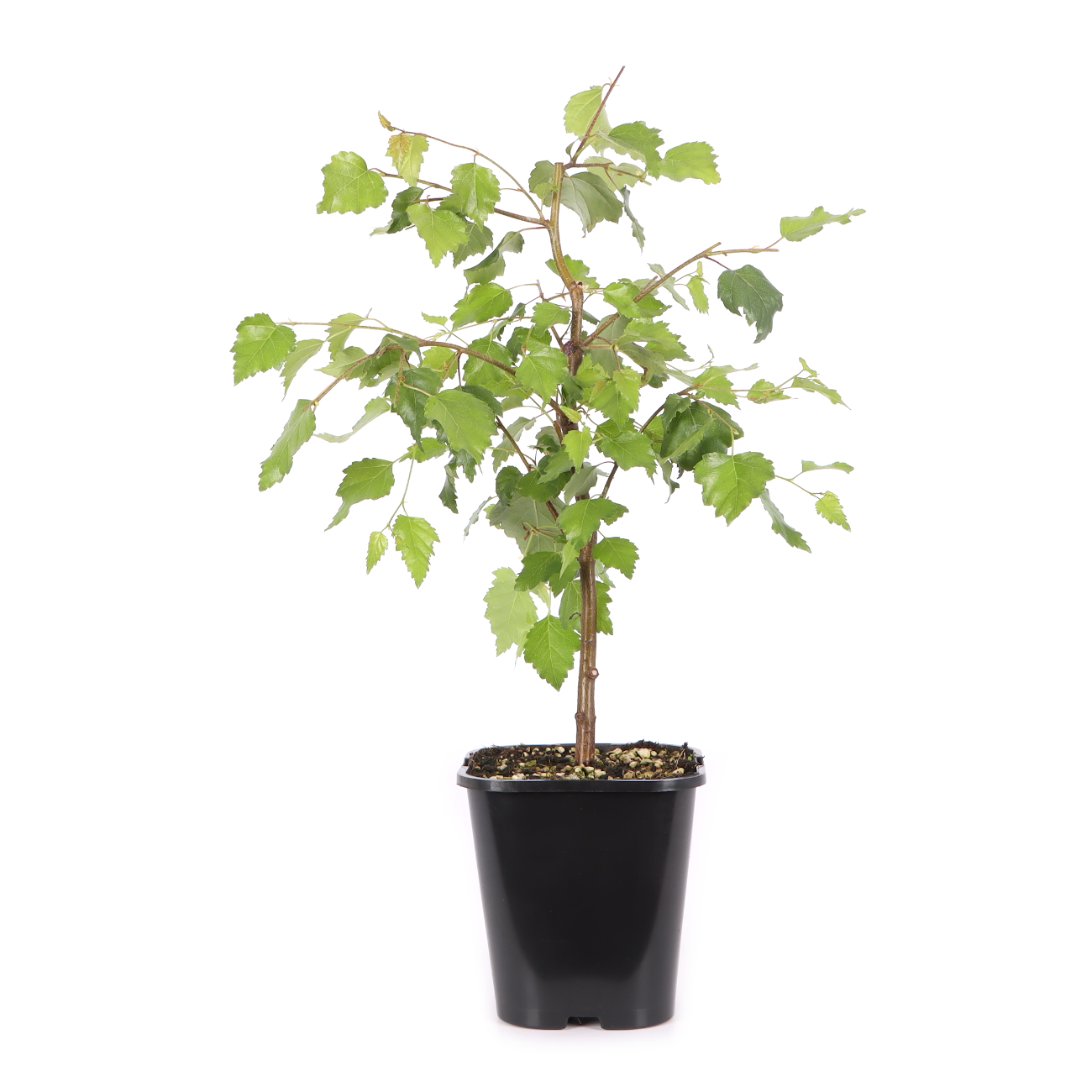 Betula pendula 'Youngii'