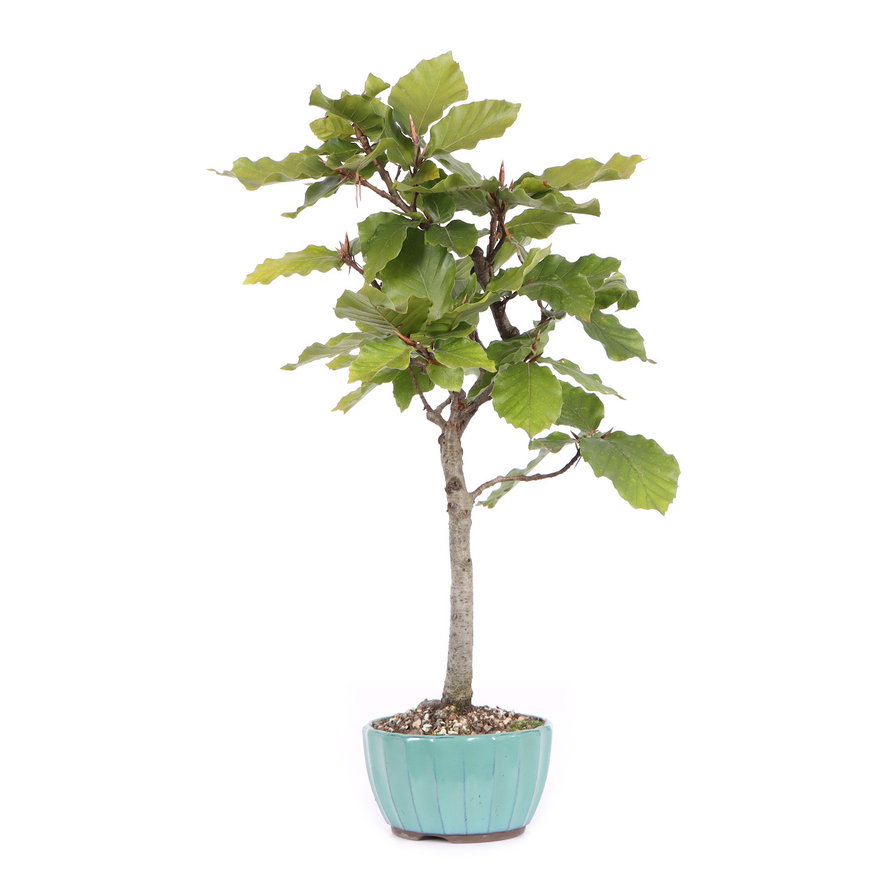 Seitenansicht rechts