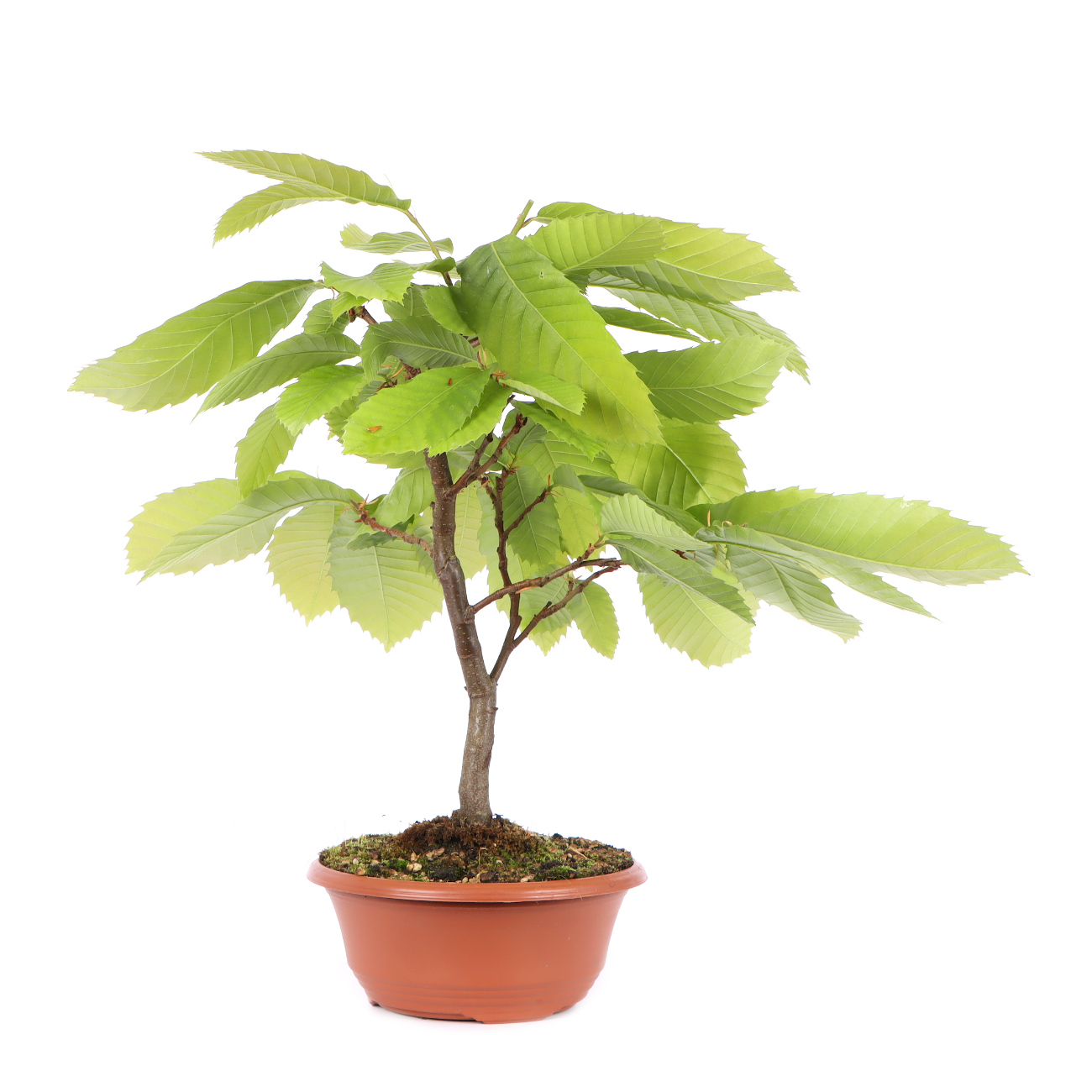 Seitenansicht rechts