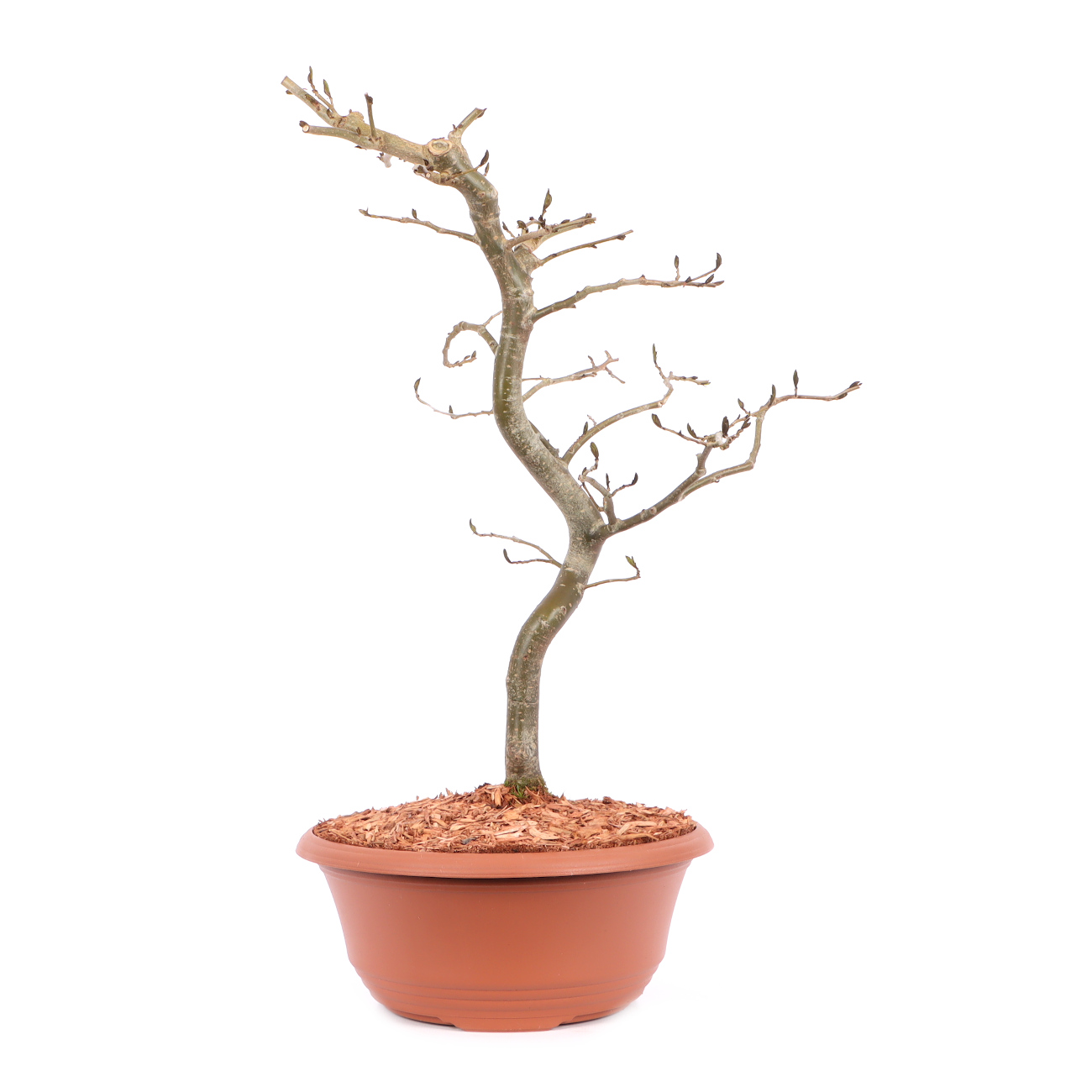 Parrotia persica 'Vanessa'